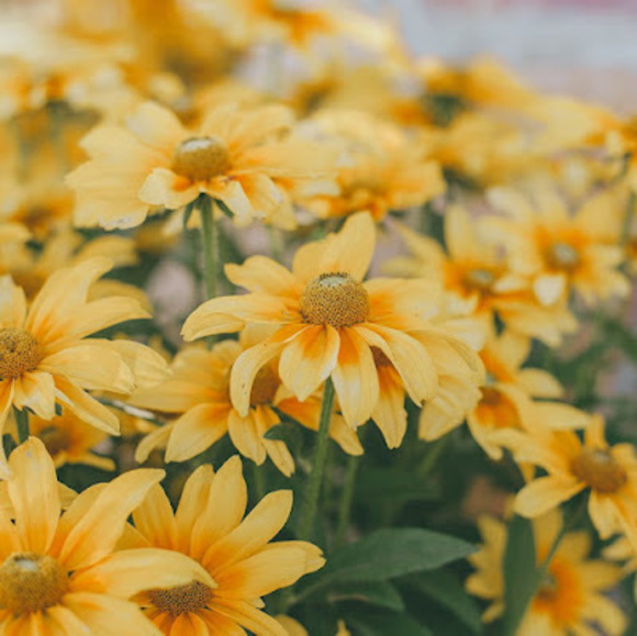 Meet your Posher, Andrea - Picture 1 of 1